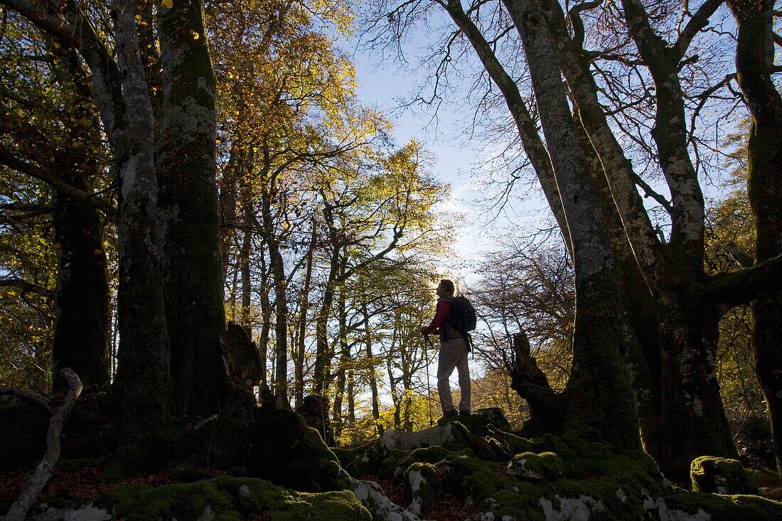 Irati forest  Navarra  Spain