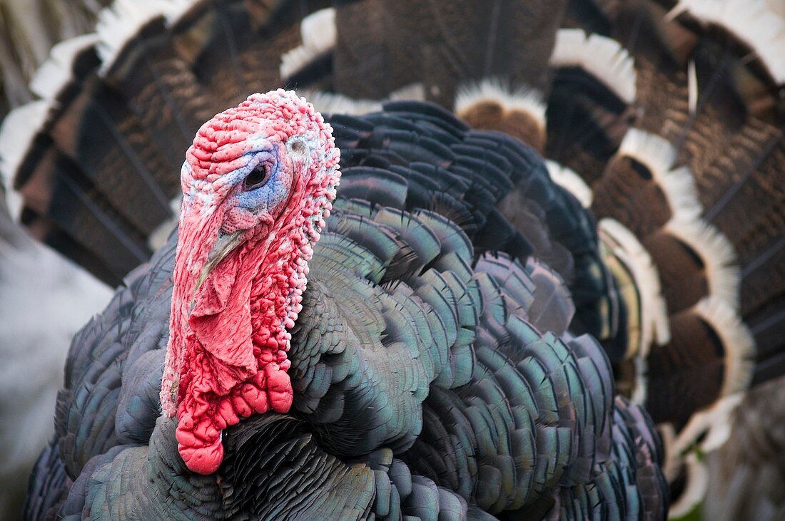 Bronze Turkey