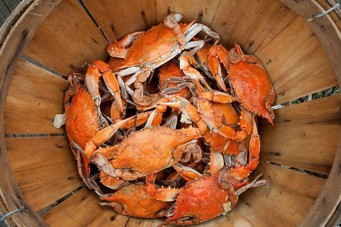 Steamed Crabs on the eastern shore of Maryland USA