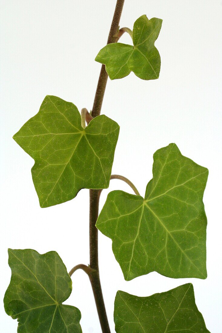 Ivy Hedera helix