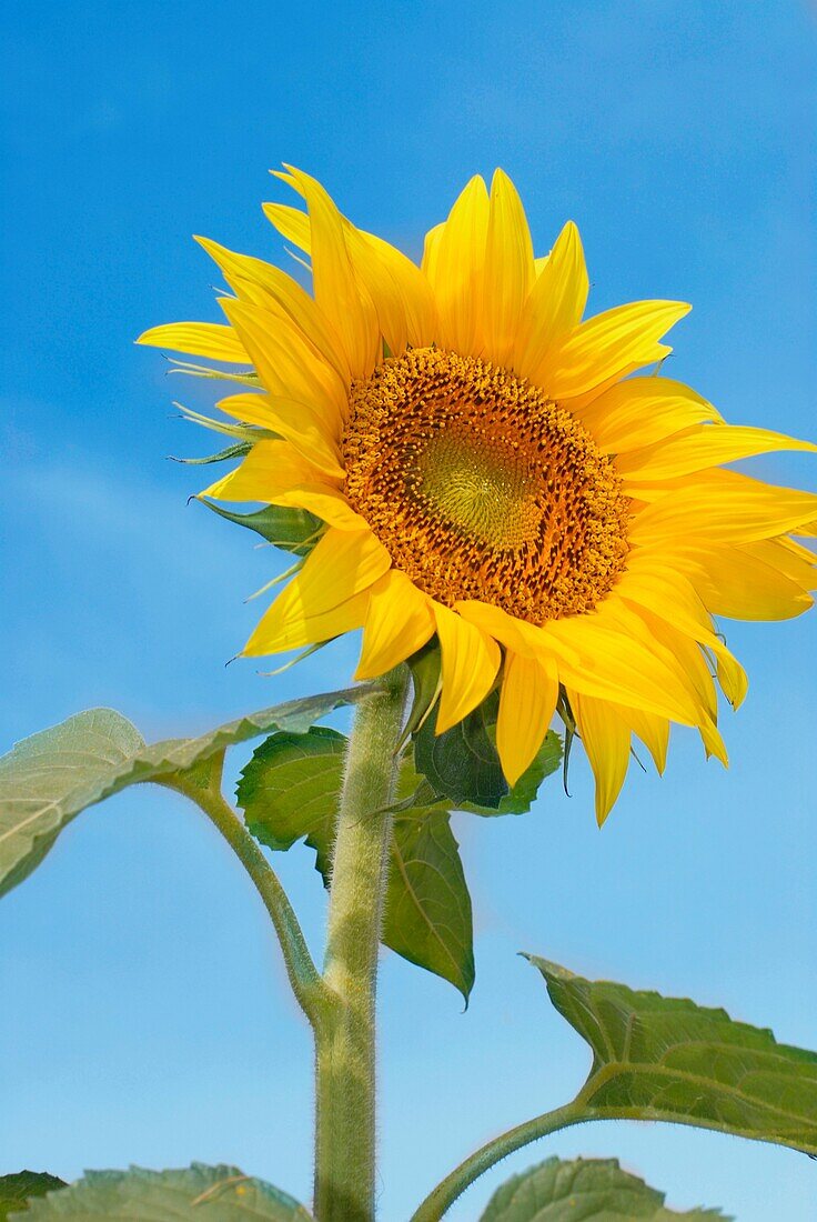 Sunflower Helianthus annuus