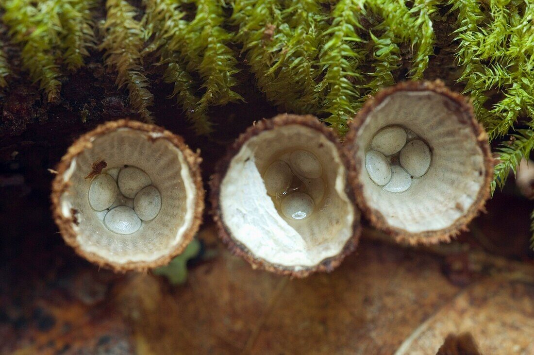 Hongos nido de pájaro, fluted bird´s nest fungus, Cyathus striatus  Pontevedra, España