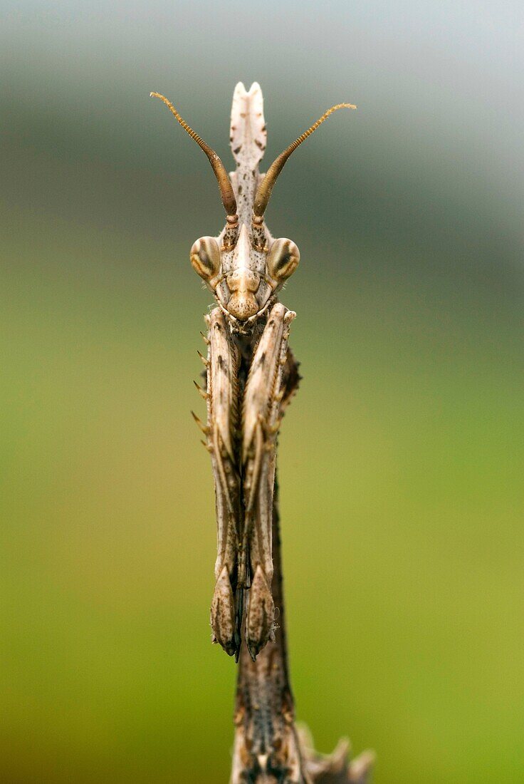 Retrato de una mantis palo, Portrait of a conehead mantis, Empusa pennata  Pontevedra, España