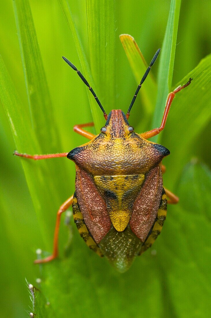 Chinche de escudo  Red shield bug  Carpocoris mediterraneus  Pontevedra, España