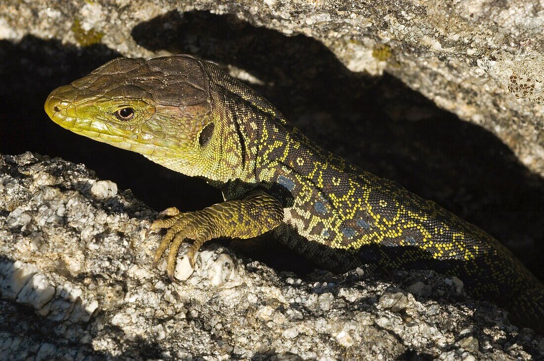 Lagarto ocelado  Ocellated lizard  Lacerta lepida