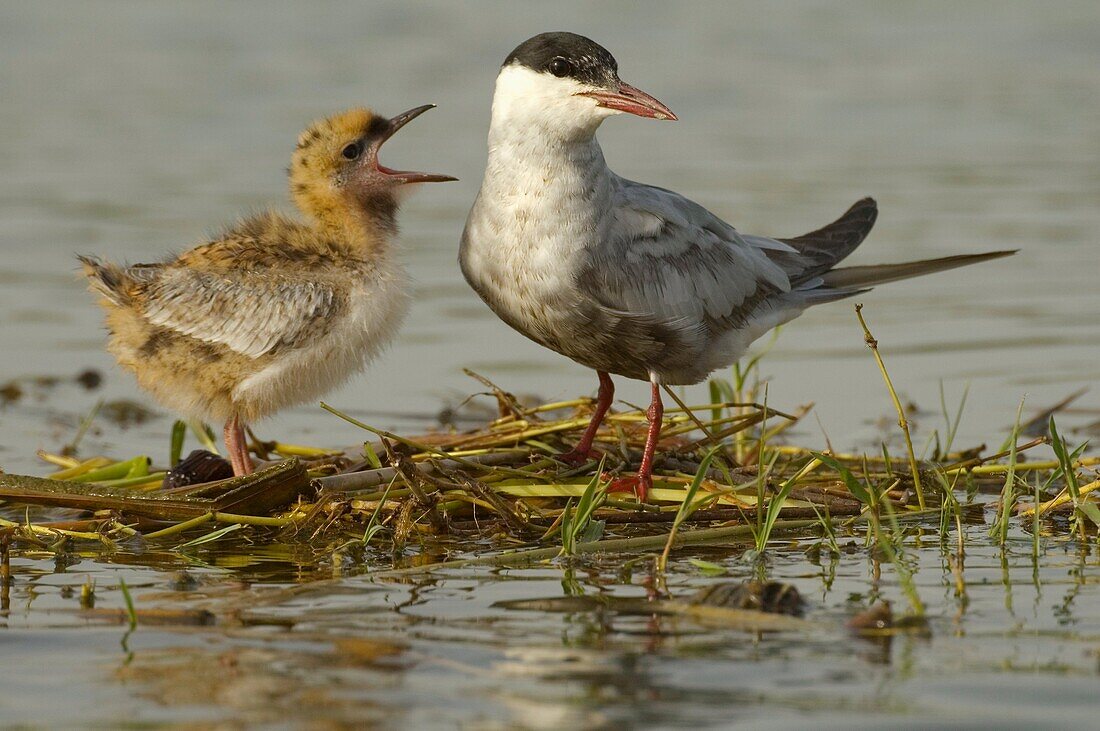 Fumarel cariblanco en su nido flotante con cría  Whiskered tern with chick at the floating nest  Chlidonias hybrida  Sevilla, España