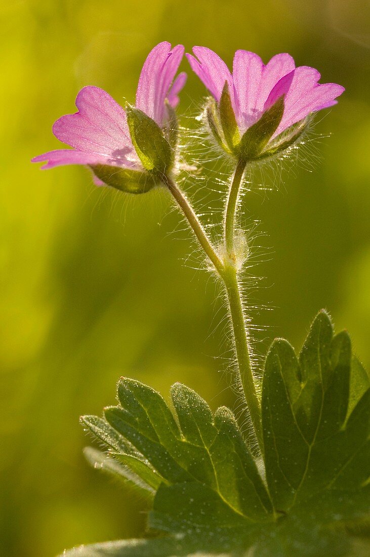 Flores de geraniácea, Dovesfoot Cranesbill flowers, Geranium molle, Pontevedra, España