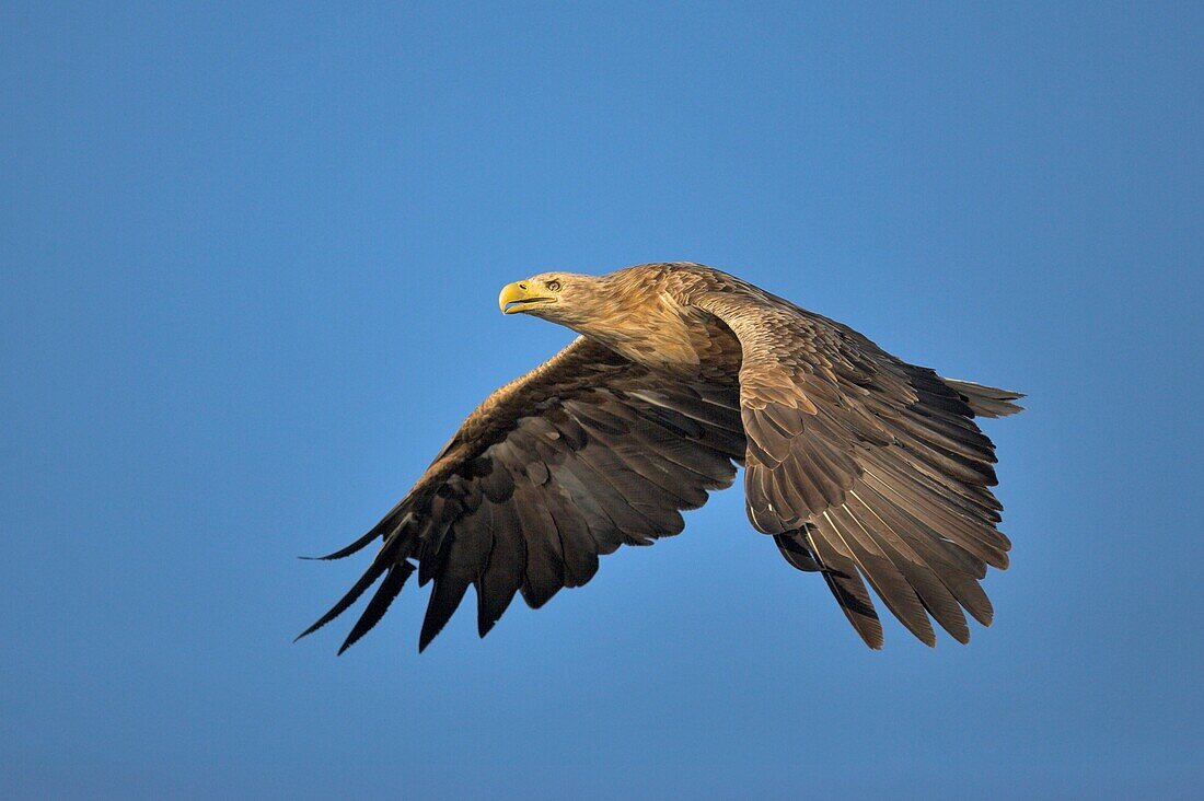 White Tailed Sea Eagle Haliaeetus albicilla in Flight Norway