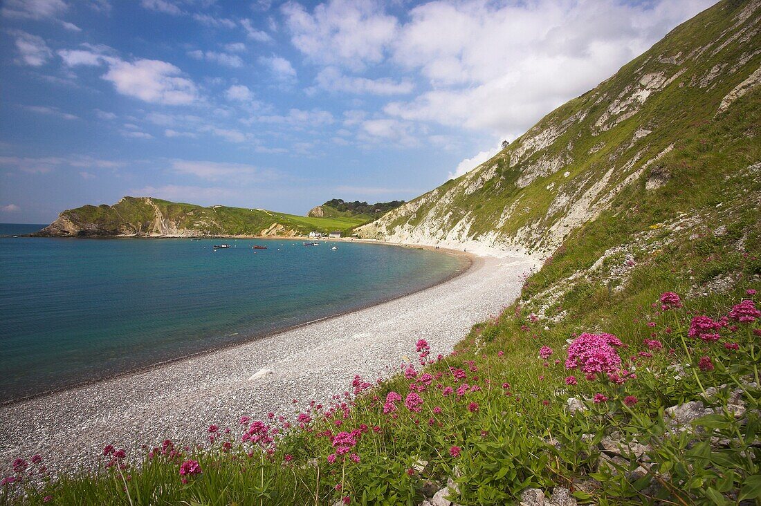 The Flowers of the Red Valerian Centranthus ruber grow on the chalk cliffs and buildings of Lulworth Cove Dorset