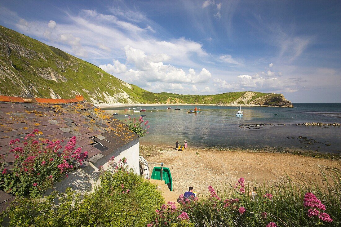 The Flowers of the Red Valerian Centranthus ruber grow on the chalk cliffs and buildings of Lulworth Cove Dorset