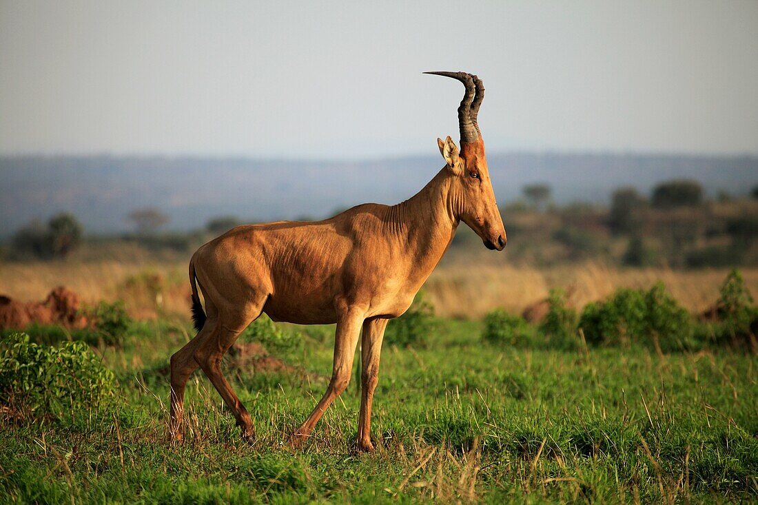 Photo Joergen Larsson Jackson Hartebeest Murchinson Nat Park UGANDA