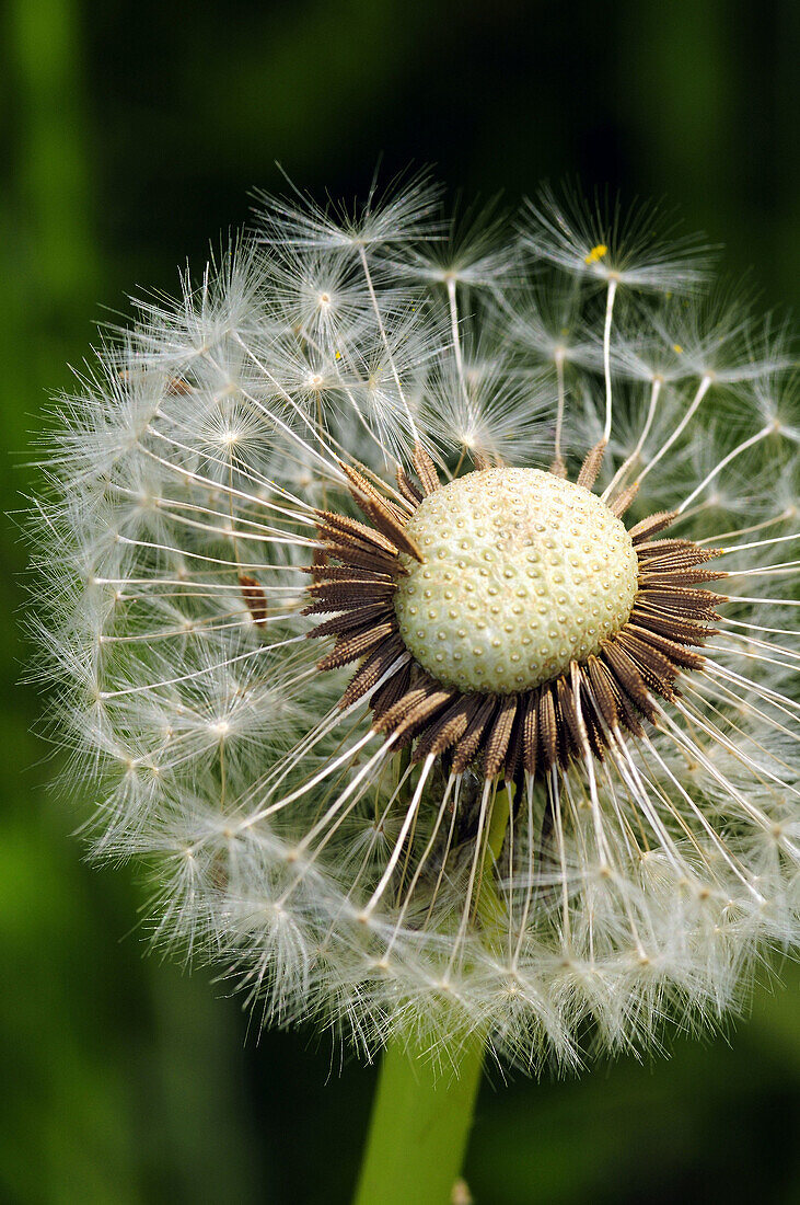 Detailed View of Dandelion Seed