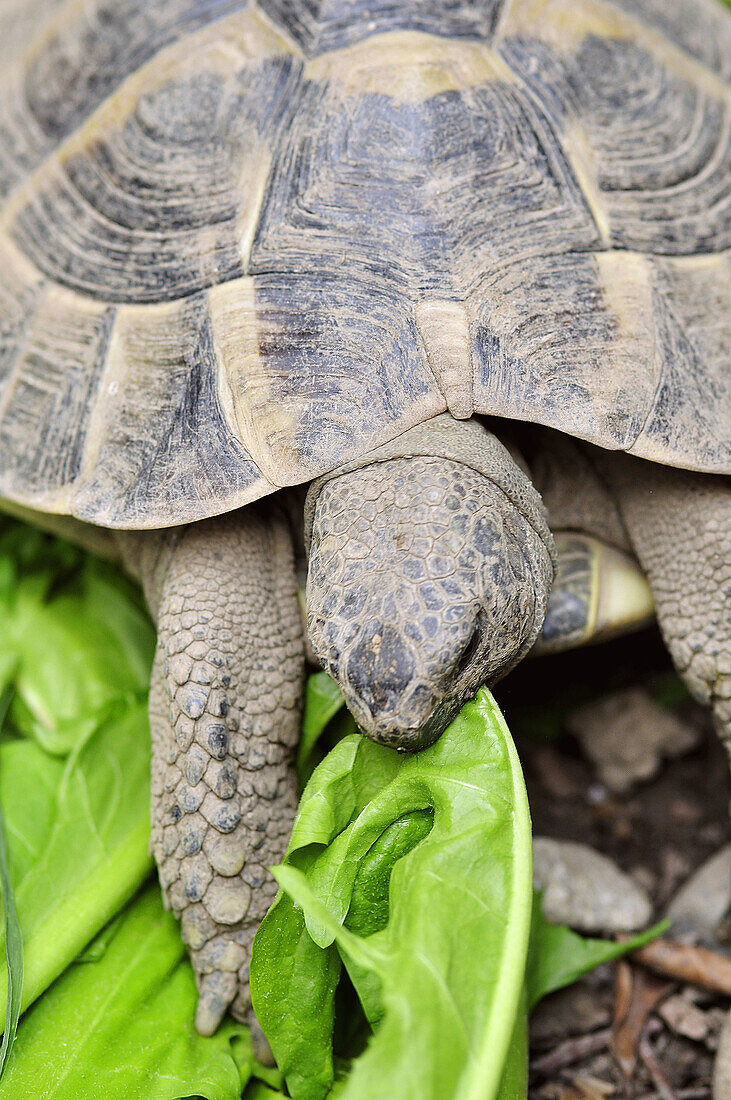 Tortoise Eating a Leaf