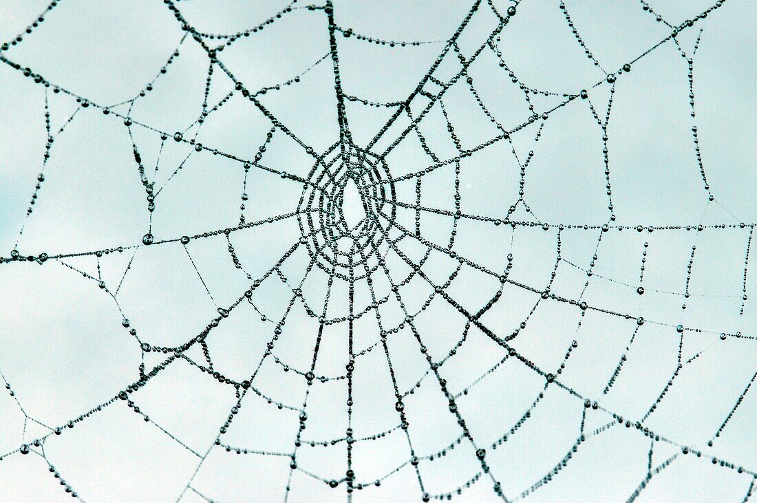 Spiderweb Covered with Melting White Frost