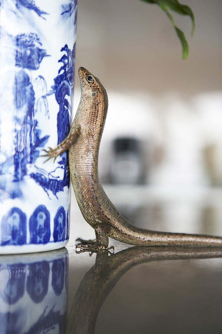 Lizard on a vase, Cousine Island, Seychelles