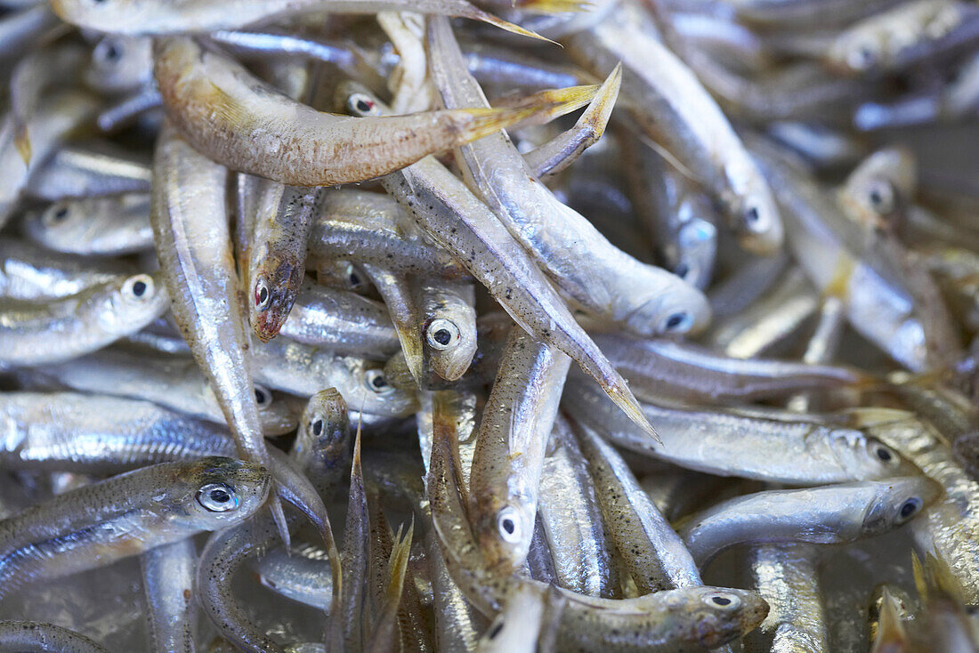 Sardines