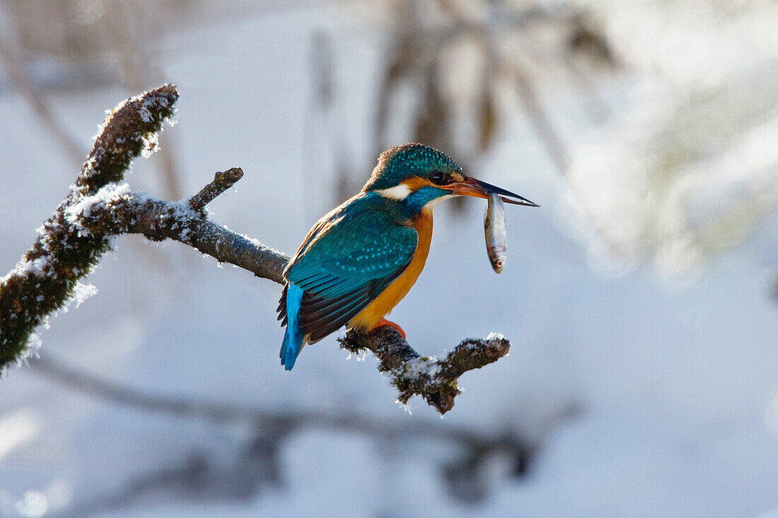 Kingfisher with fish, Alcedo atthis, Germany