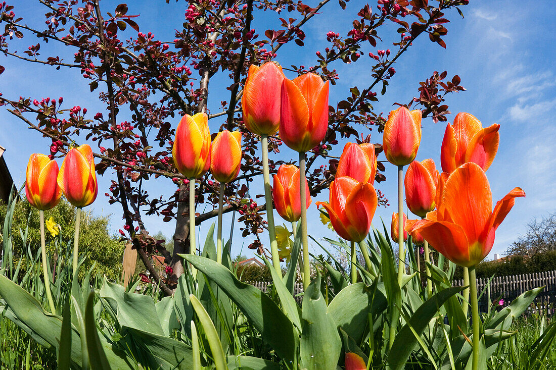 Rote Tulpen im Garten, Frühling, Bayern, Deutschland