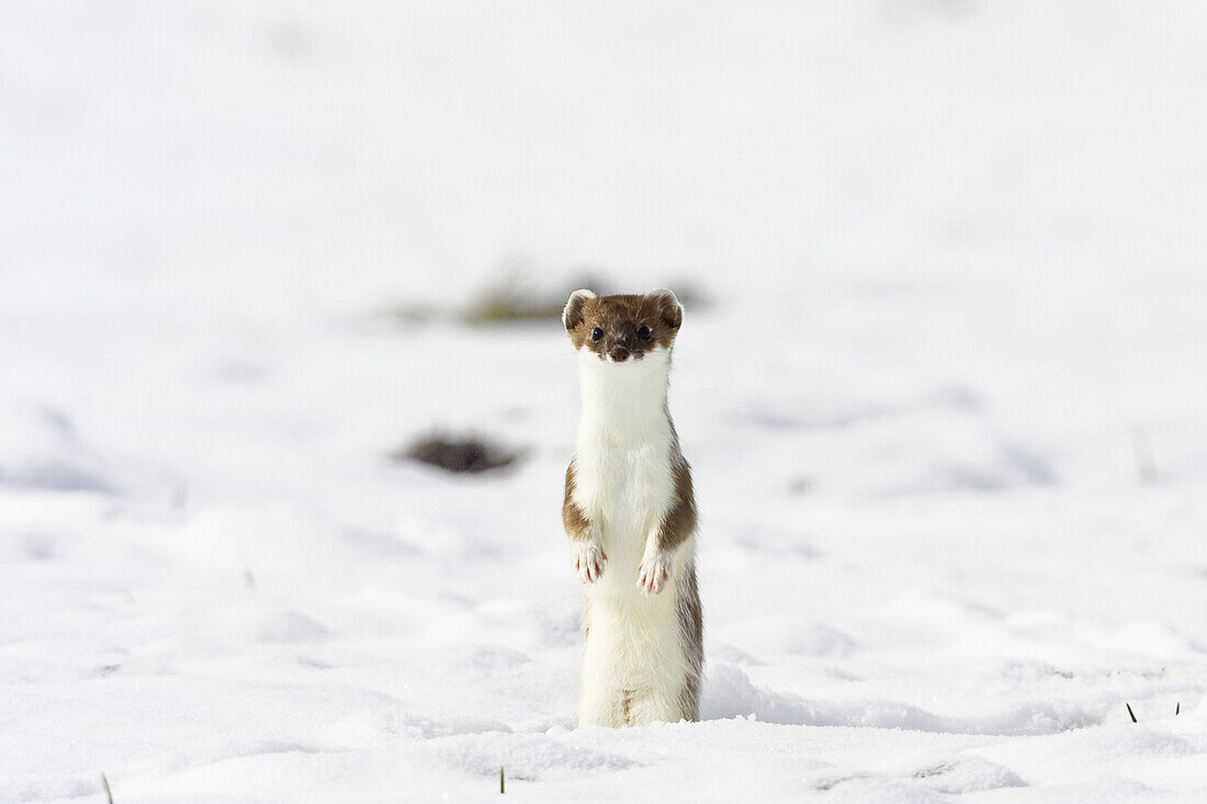 Hermelin im Übergangsfell macht Männchen, Großes Wiesel, Mustela erminea, Deutschland