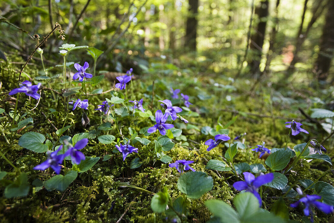 Veilchen im Laubwald, Oberbayern, Deutschland