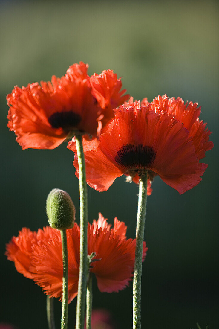 Red Poppies in a garden, Papaver spec, Bavaria, Germany