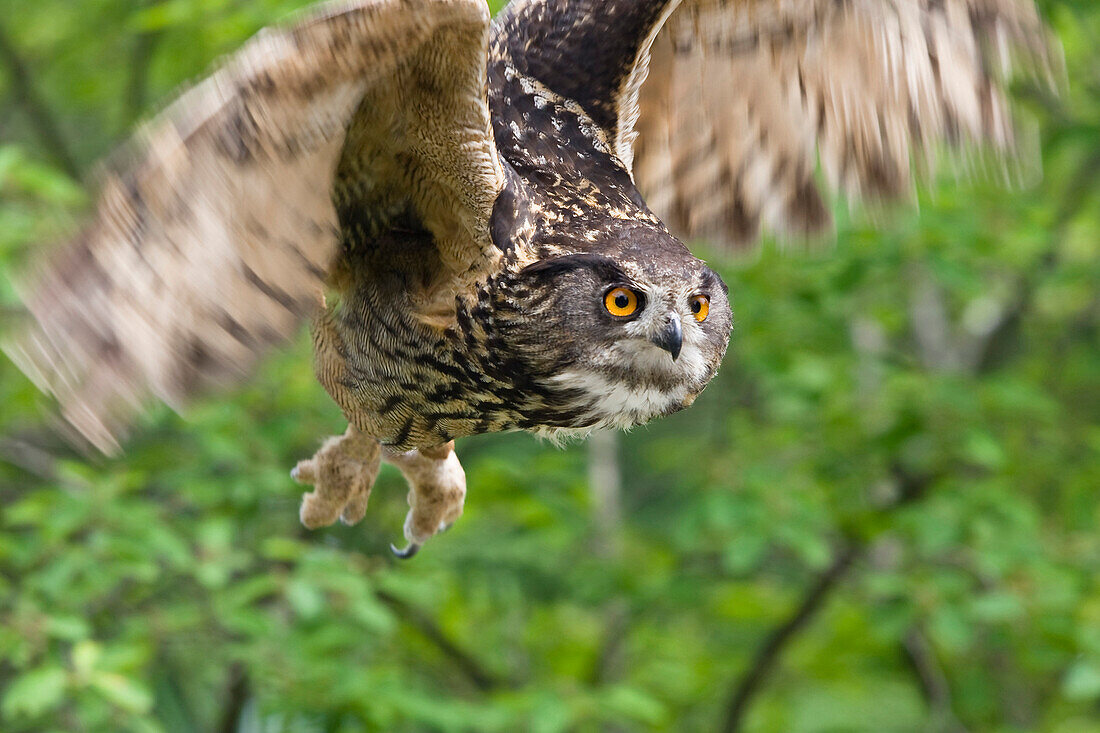 Eagle Owl in flight, Bubo bubo, captive, Germany