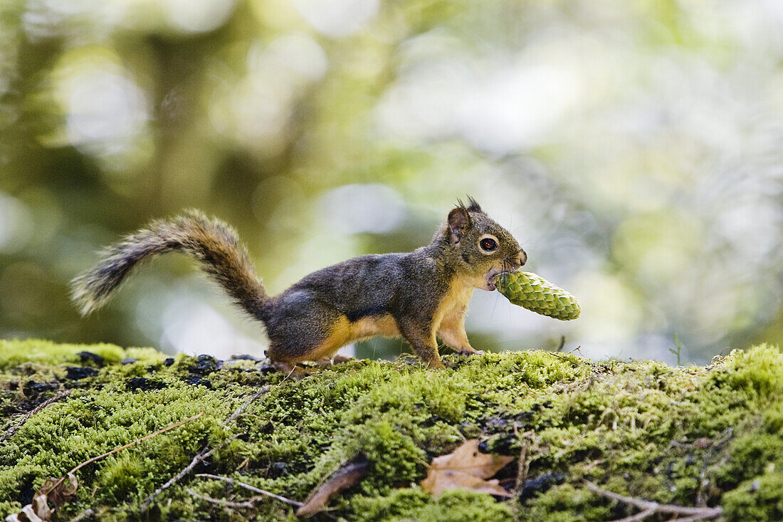 Douglas Hörnchen, Tamiasciurus douglasii, mit Zapfen, Olympic Nationalpark, Washington, USA