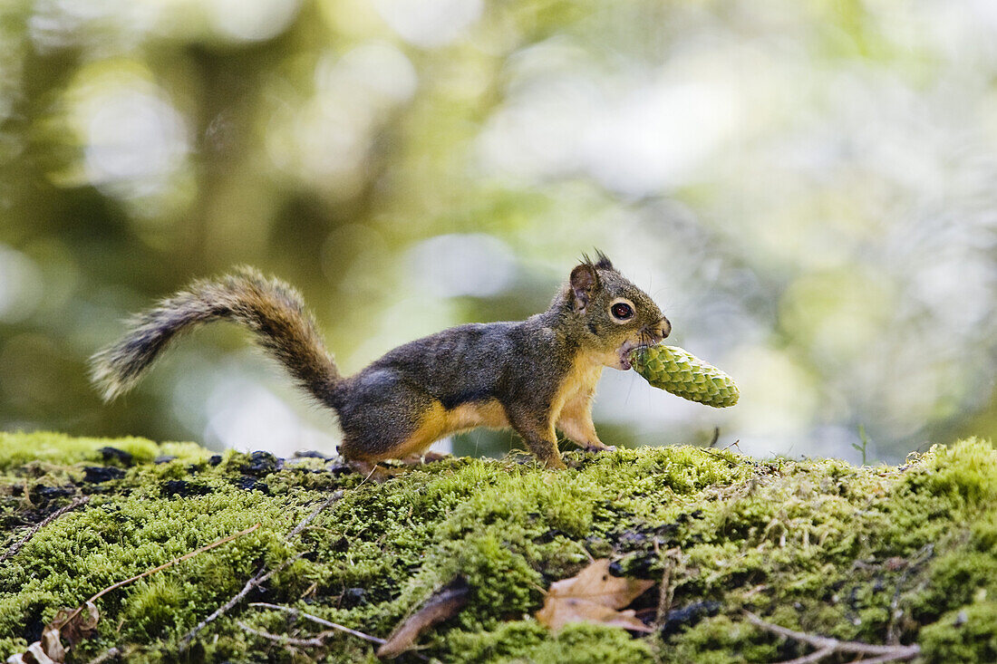 Douglas Squirrel, Tamiasciurus douglasii, with a cone in its mouth, Olympic Nationalpark, Washington, USA