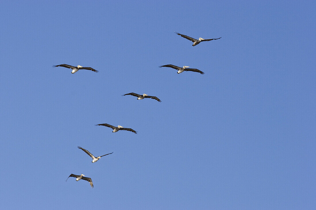 Brown Pelicans, Pelecanus occidentalis, West Coast, Pacific, Olympic Peninsula, Washington, USA