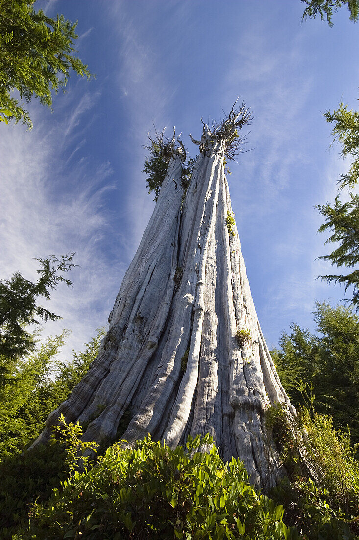Largest Western Red Cedar Tree in the world, Thuja plicata, Olympic Nationalpark, Washington, USA