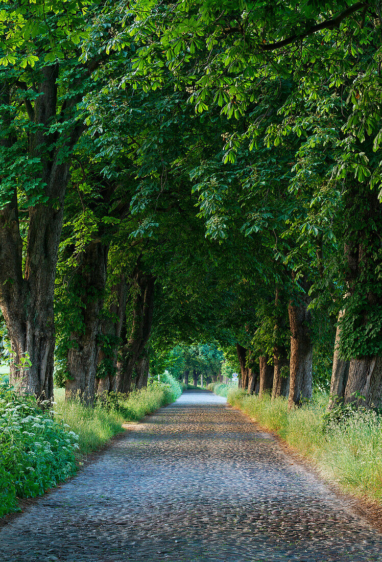 Avenue, Lancken-Granitz, Ruegen, Mecklenburg-Vorpommern, Germany