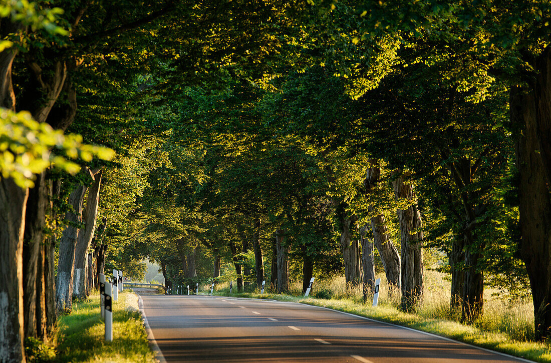 Avenue, Putbus, Ruegen, Mecklenburg-Western Pomerania, Germany, Europe