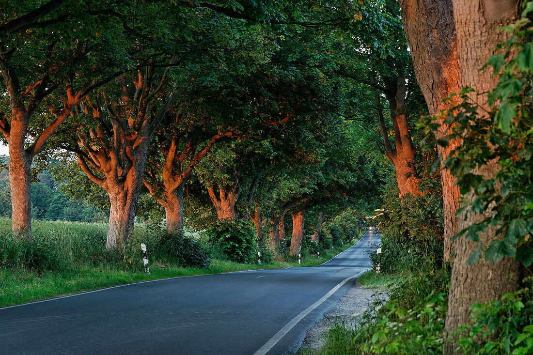 Allee, Putbus, Rügen, Mecklenburg-Vorpommern, Deutschland