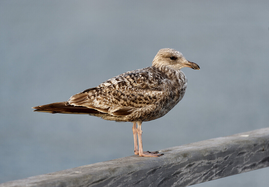 Young common gull, Baltic resort Binz, Ruegen, Mecklenburg-Western Pomerania, Germany, Europe