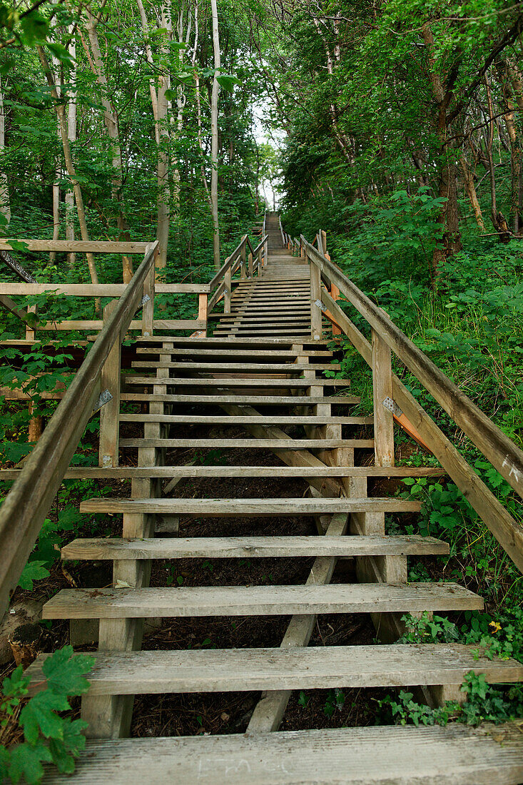 Koenigstreppe, wooden stairs between trees, Cape Arkona, Ruegen, Mecklenburg-Western Pomerania, Germany, Europe