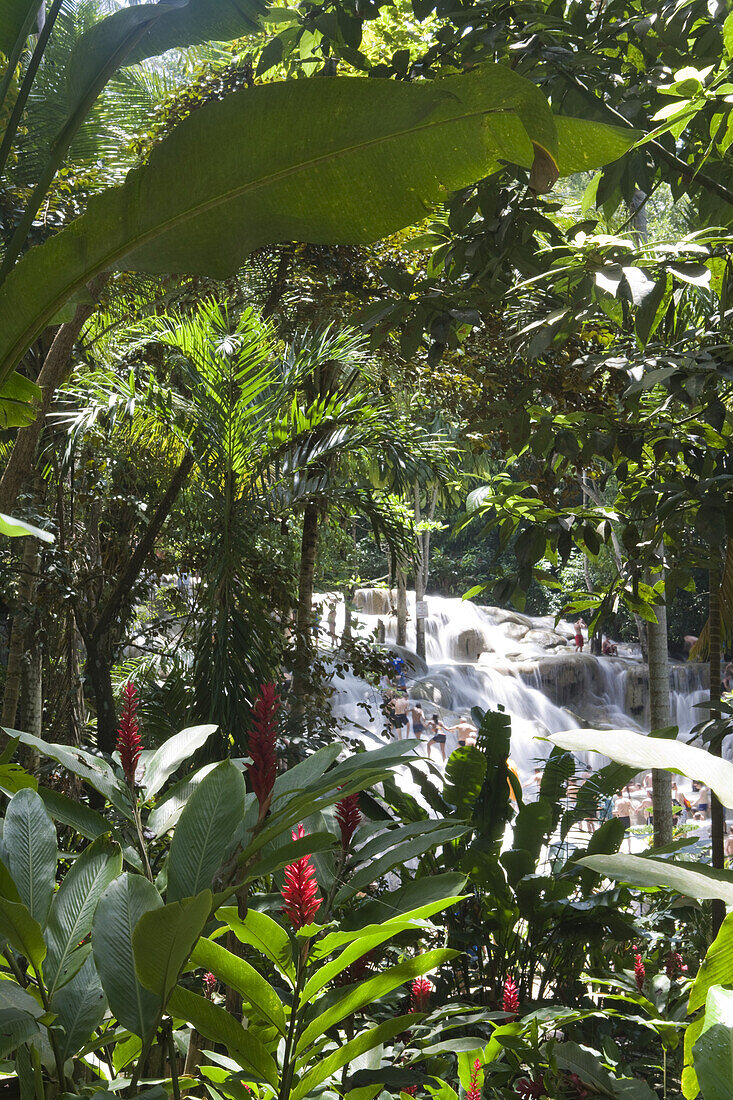 Tropischer Regenwald und Menschen beim Klettern der Dunn's River Falls Wasserfälle, Ocho Rios, St Ann, Jamaika, Karibik