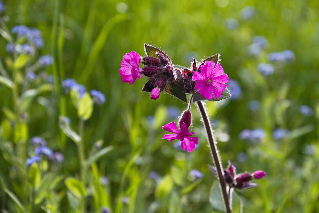 Red campion (Silene dioica) Scharnitz, Tyrol, Austria