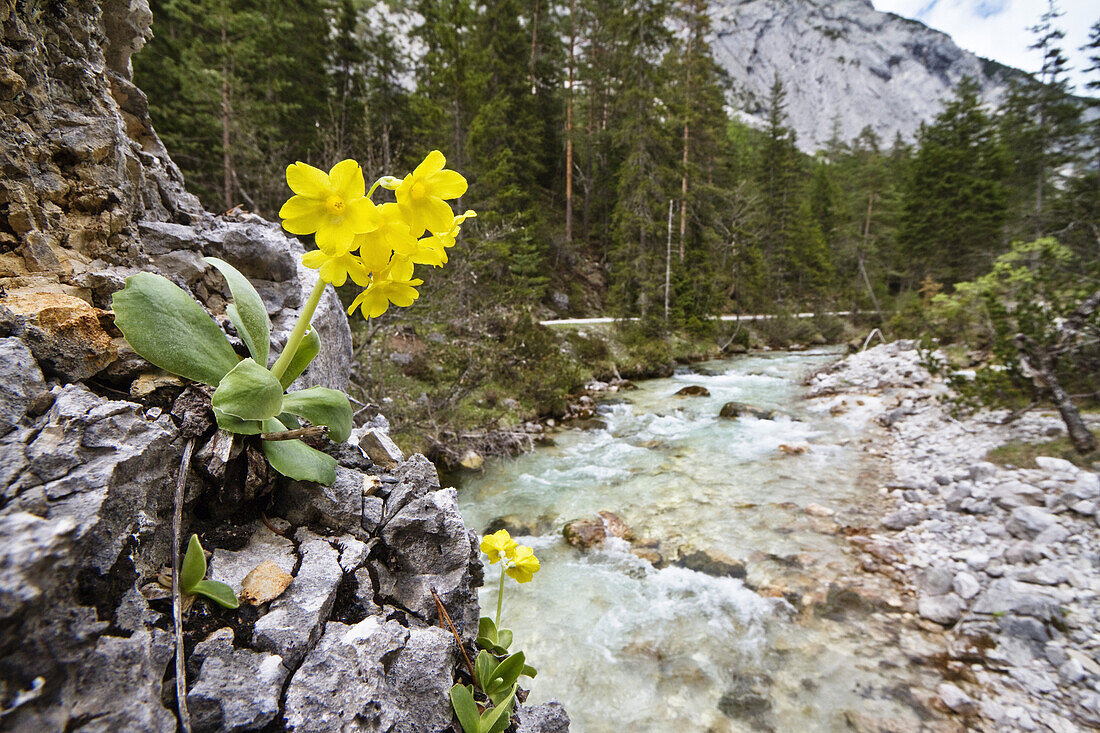 Auricula (Primula auricula) near river Isar, Isar Cycle Route, Hinterau Valley, Karwendel range, Tyrol, Austria