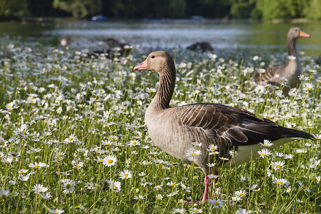 Greylag Geese, Kleinhesseloher Lake, English Garden, Isar Cycle Route, Munich, Bavaria, Germany