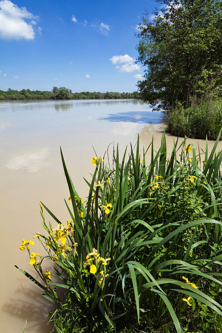 Sumpf-Schwertlilie (Iris pseudacorus) am Isarufer, Isarradweg, Niederbayern, Deutschland