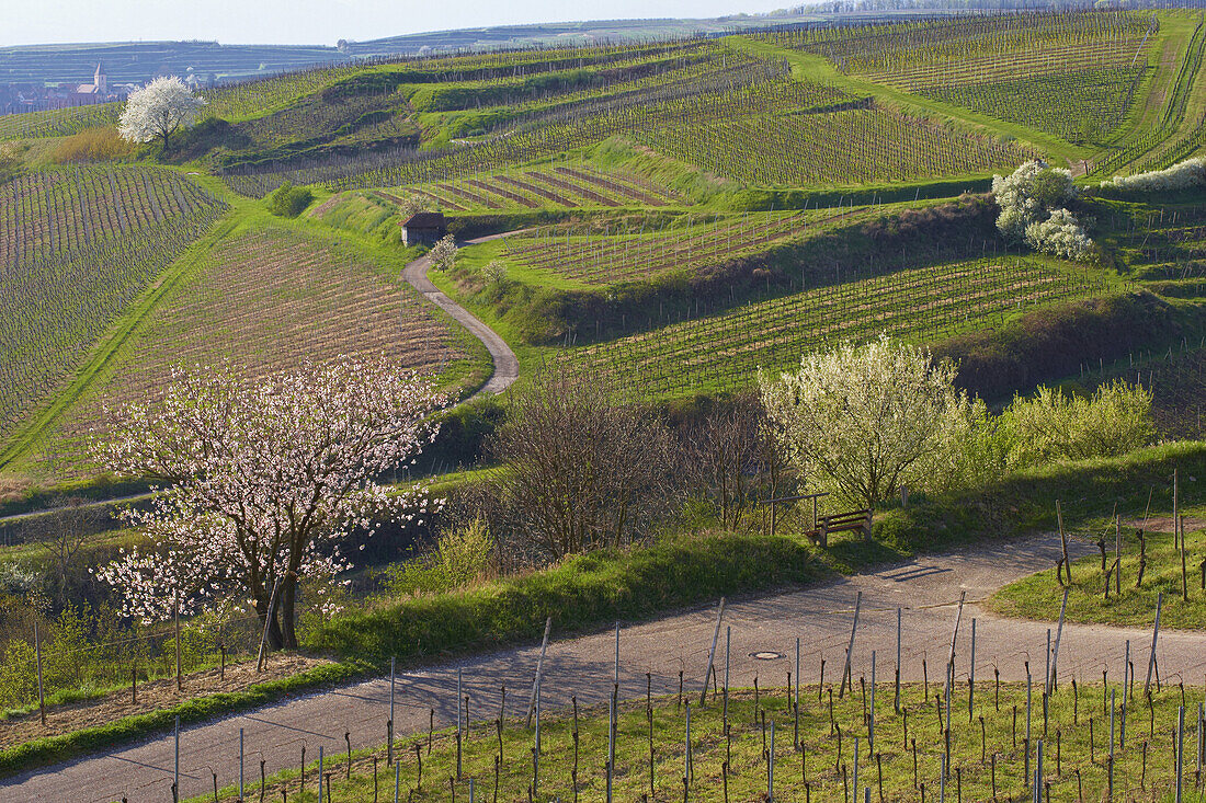 View over Vineyards from Oberrotweil towards Burkheim, Spring, Kaiserstuhl, Baden-Württemberg, Germany, Europe