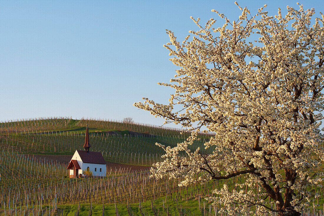 Vineyard with blossoming cherry tree and Eichertkapelle (chapel), Jechtingen, Sasbach am Kaiserstuhl, Baden-Wurttemberg, Germany