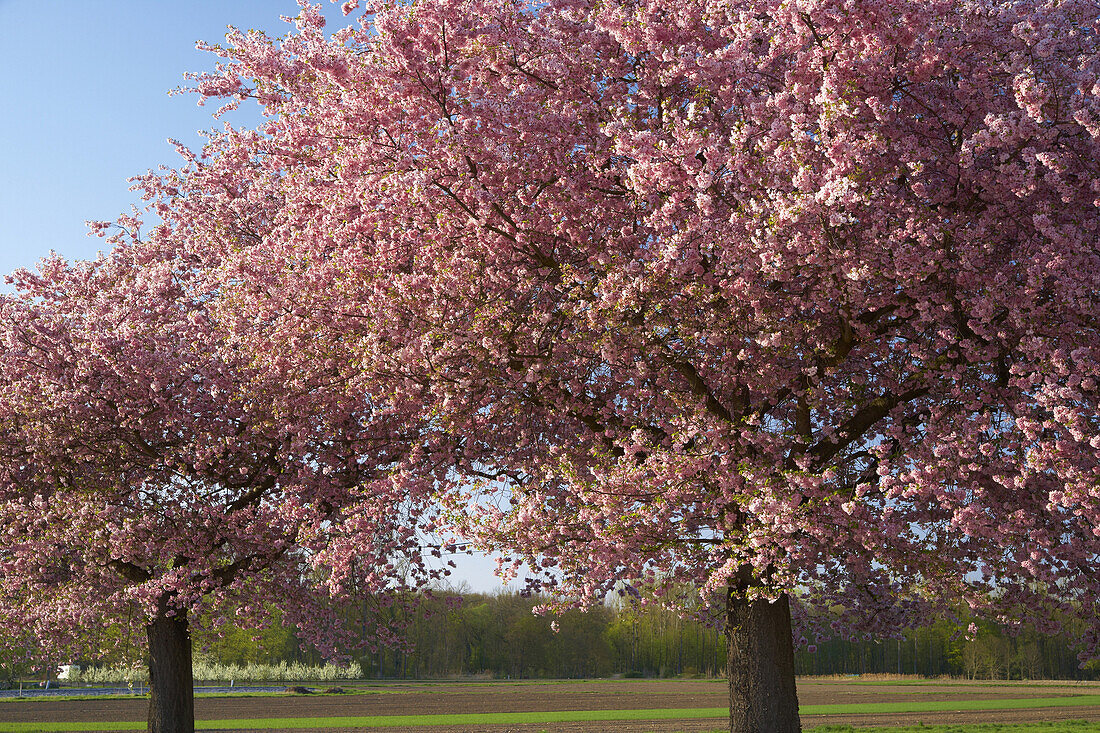 Trees in blossom at Jechtingen, Kaiserstuhl, Baden-Württemberg, Germany, Europe