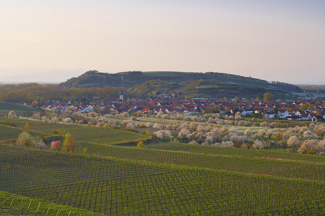 Blossoming cherry trees and vineyards at Sasbach, Kaiserstuhl, Baden-Württemberg, Germany, Europe