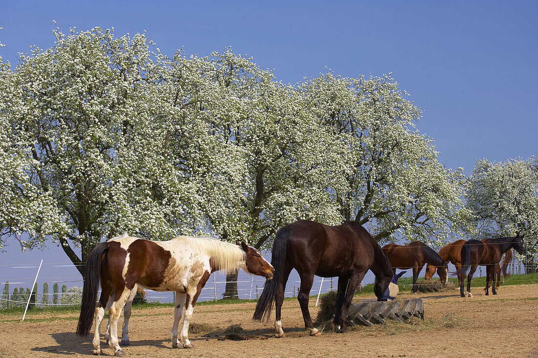 Horses at Dianas Ranch near Staufen castle, Blossom, Spring, Markgraflerland, Black Forest, Baden-Württemberg, Germany, Europe
