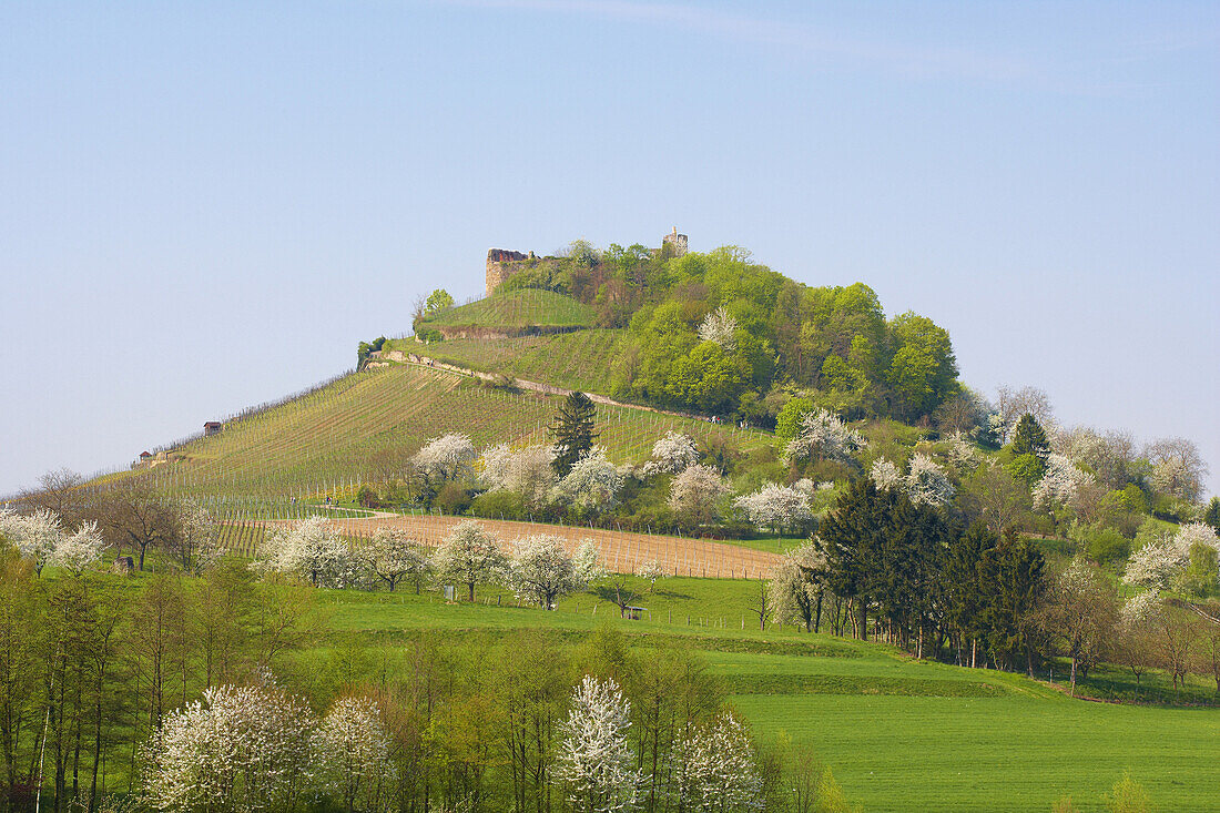 Staufen castle, Markgraflerland, Black Forest, Baden-Württemberg, Germany, Europe