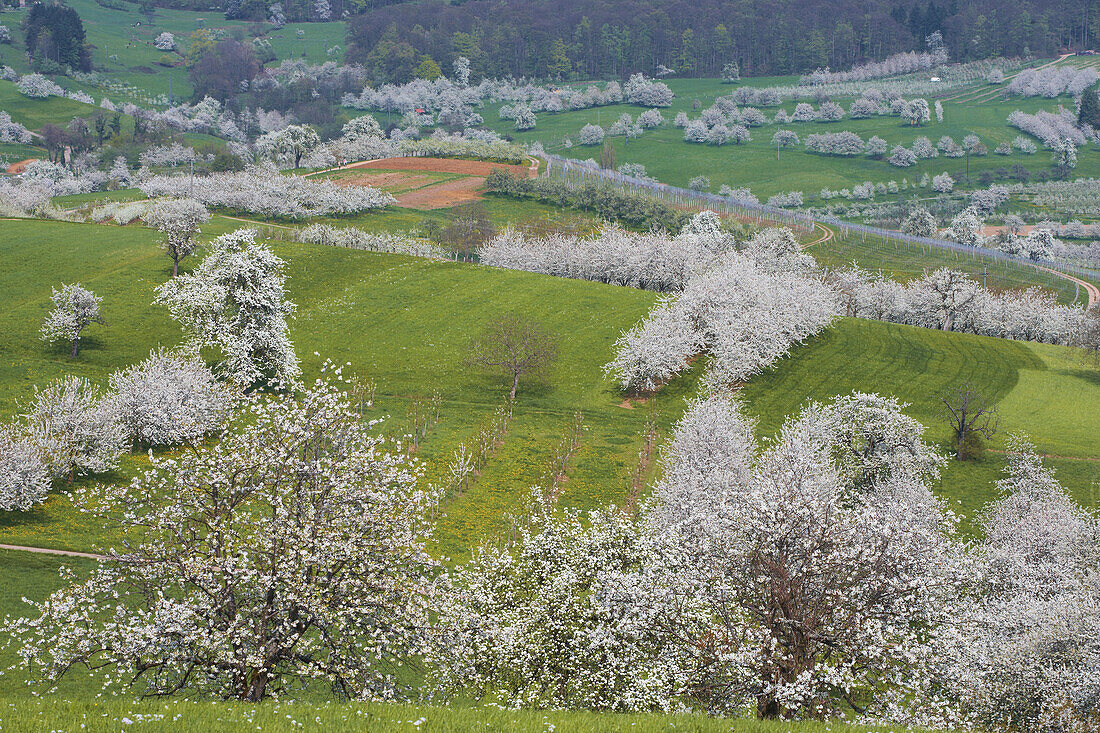 Cherry-blossom at Feldberg-Schalsingen, Spring, Markgraflerland, Black Forest, Baden-Württemberg, Germany, Europe