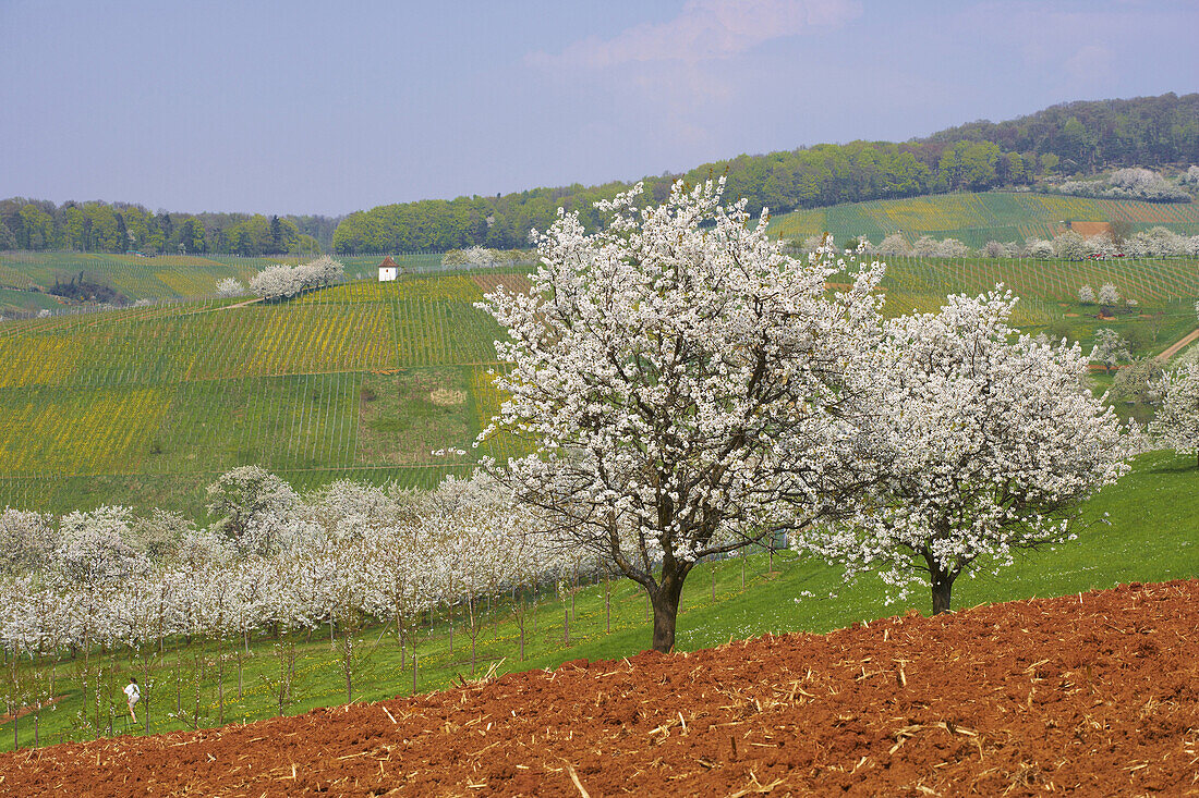Cherry-blossom at Feldberg-Niedereggenen, Spring, Markgräflerland, Black Forest, Baden-Württemberg, Germany, Europe