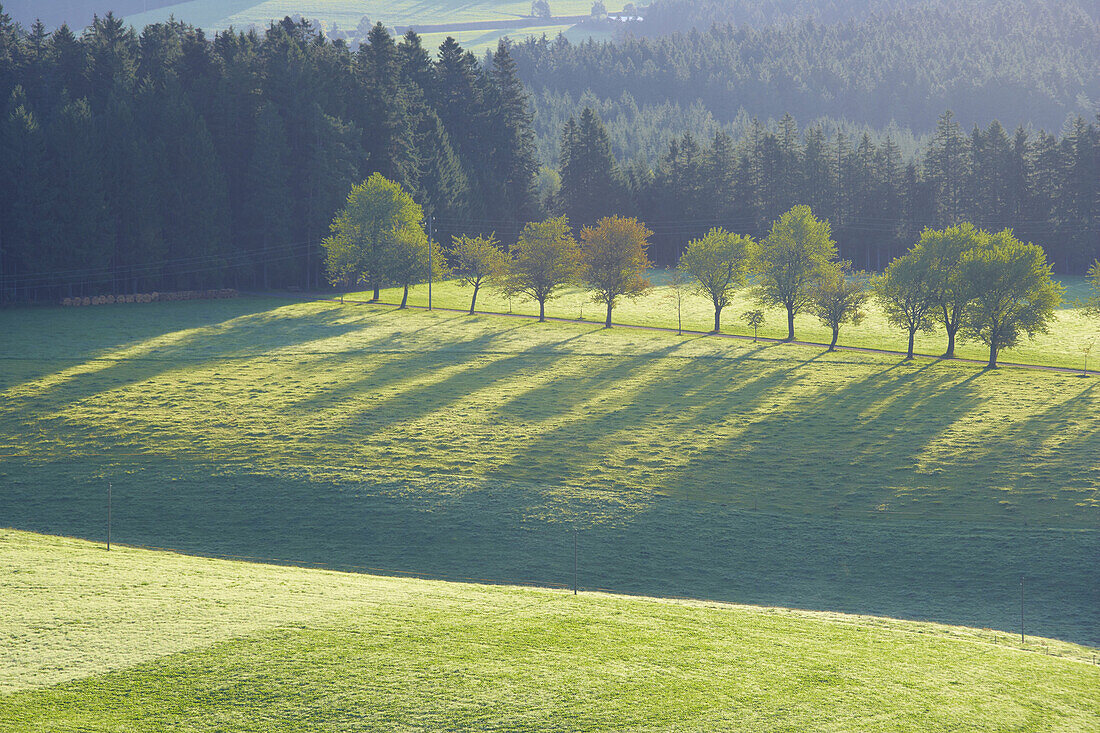 Landscape at the Unterfallengrundhof (farmhouse) close to Gütenbach, Furtwangen, Southern part of Black Forest, Black Forest, Baden-Württemberg, Germany, Europe
