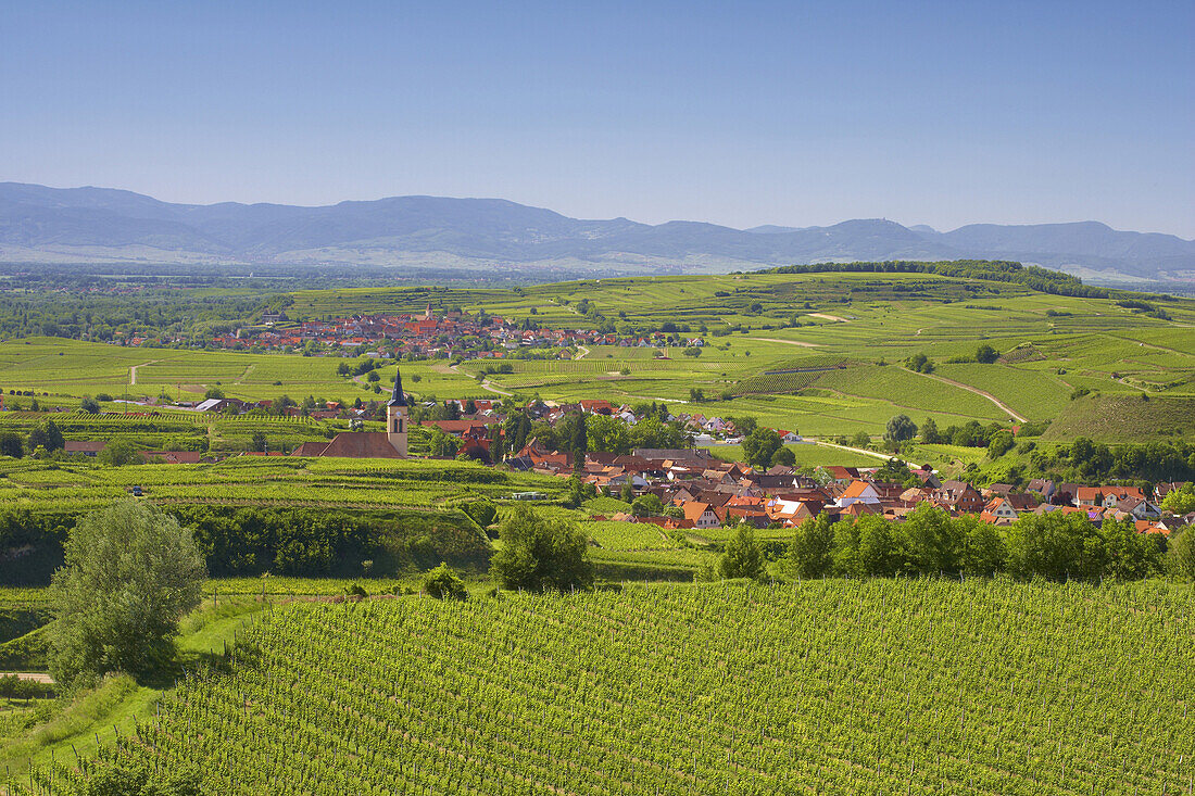 View over vineyards at Oberrotweil and Burkheim, Vosges, Spring, Kaiserstuhl, Baden-Württemberg, Germany, Europe